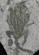 Plate Of Pyritized Crinoids (Arthroacantha) - Sylvania, Ohio #31467-1